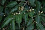 : - Rhodamnia acuminata