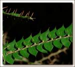 : - Capparis arborea