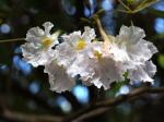 : - Tabebuia angustata