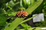 :-Aechmea kleinii