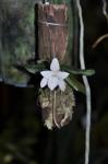 : - Aerangis fastuosa