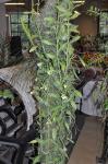: - Angraecum eichlerianum