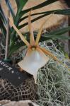 : - Angraecum viguieri