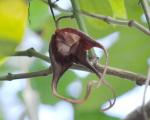 : - Aristolochia tricaudata
