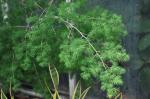 : - Asparagus retrofractus