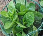 : - Basella alba