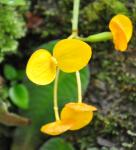 Feigenbaumbewachsende Begonie - Begonia microsperma