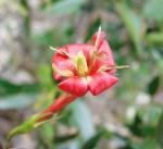 : - Augusta longifolia
