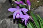 : - Bletilla striata