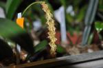 : - Bulbophyllum careyanum