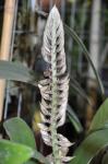 : - Bulbophyllum lupulinum