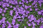 Dalmatiner Glockenblume - Campanula portenschlagiana