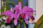 : - Cattleya lawrenceana
