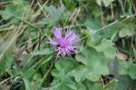 Einköpfige Flockenblume - Centaurea uniflora