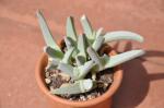 : - Cheiridopsis denticulata