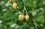 Kleb-Kratzdistel - Cirsium erisithales