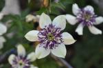 Reichblütige Waldrebe - Clematis florida