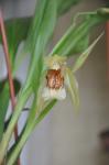 : - Coelogyne celebensis