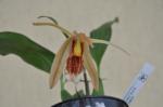 :-Coelogyne salmonicolor