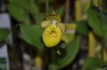 : - Cypripedium flavum