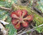 : - Drosera communis