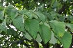 Taschentuchbaum - Davidia involucrata