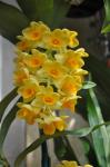 : - Dendrobium densiflorum
