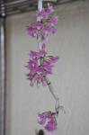 :-Dendrobium goldschmidtianum