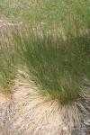 Furchen-Schafschwingel - Festuca rupicola