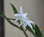 : - Dendrobium moniliforme