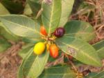 : - Eugenia bimarginata