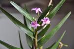 : - Dimerandra emarginata
