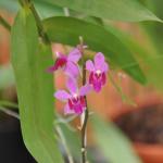 : - Phalaenopsis pulcherrima