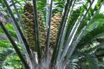 : - Encephalartos laurentianus