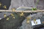 : - Encyclia alata subsp. parviflora