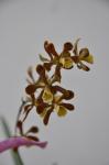 : - Encyclia flabellata