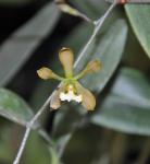 : - Encyclia parviflora