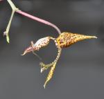 : - Gongora hirtzii
