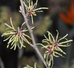 Chinesische Zaubernuss - Hamamelis mollis