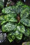 : - Homalomena wallisii