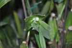 : - Sudamerlycaste locusta