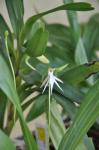 : - Jumellea arborescens