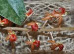 : - Stichorkis grossa
