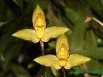 : - Lycaste aromatica