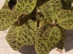 : - Macodes petola