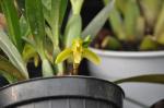: - Rhetinantha encyclioides