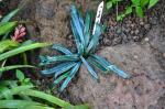 : - Microsorum steerei