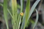 :-Octomeria grandiflora