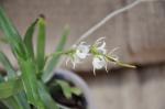 : - Oeoniella polystachys