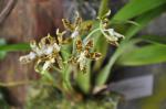 : - Oncidium maculatum